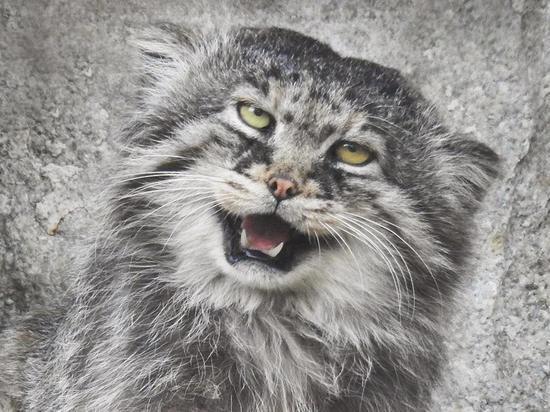 Pallas cat - manul and his faces - cat, Amazing, Fluffy, Oddities, Longpost