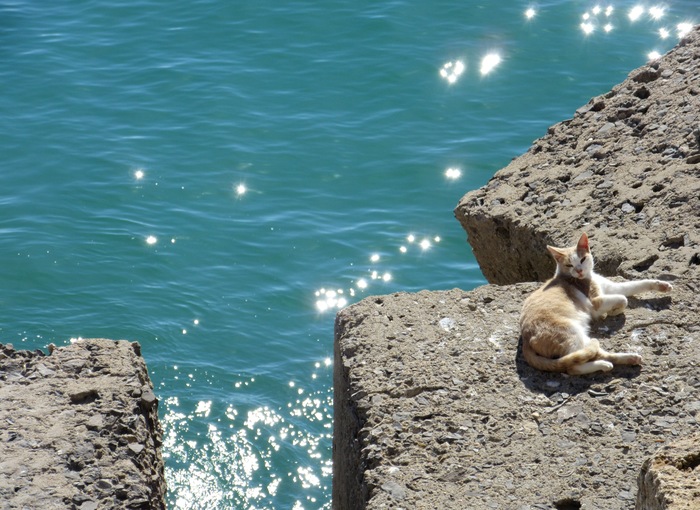 An unexpected attraction - cats. - My, Cadiz, cat, Sea, A rock, Longpost