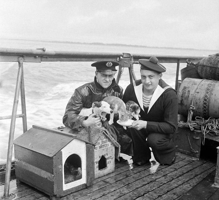 delete - The photo, Black and white photo, Sailors, cat, Dog, Kindness, Care