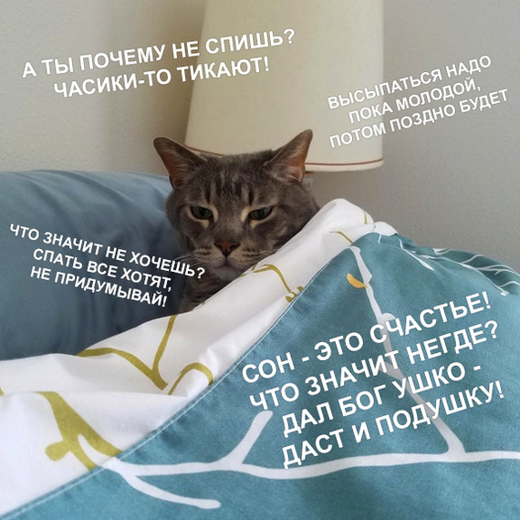 Why do not you sleep? - cat, Dream, Ears, Pillow, Clock, 