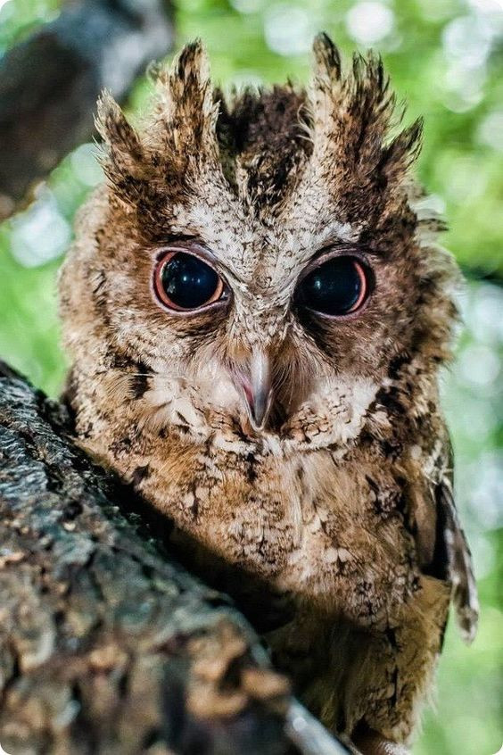 ФИЛИППИНСКАЯ СОВКА (Otus megalotis). - Сова, Птицы, Эндемик, Тропики