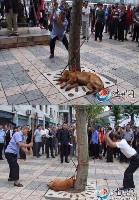  @Apelsinus, ,      .