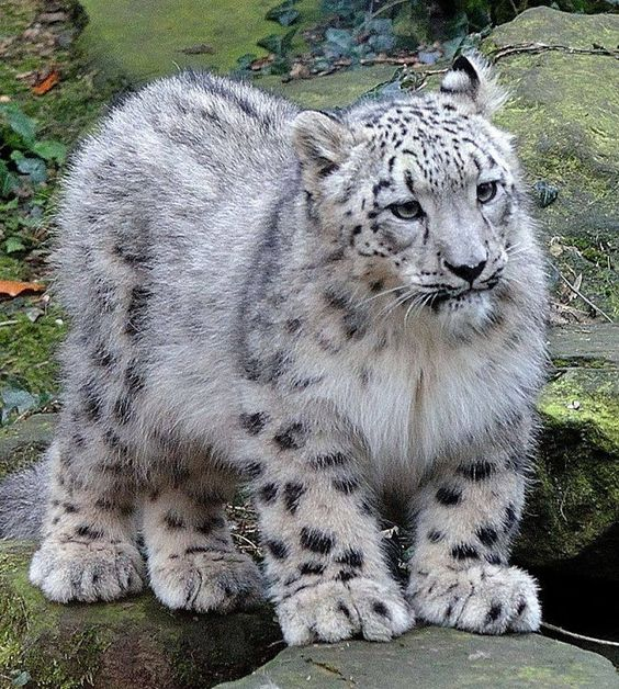 Beautiful snow leopard. - Big cats, Cat family, Predatory animals, Wild animals, The photo, Young, Snow Leopard, cat