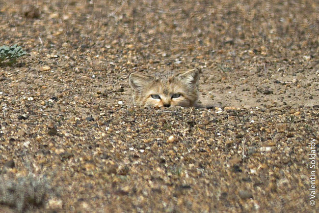 Sand cat (Felis margarita) - cat, Kyzylkum, Desert, Uzbekistan, Video, Longpost