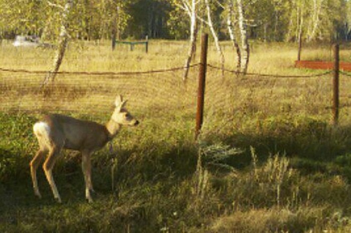 South Ural poacher who shot roe deer in front of villagers faces up to six months of arrest - Poachers, Roe, Chelyabinsk region, Drunk, Killing an animal, Justice