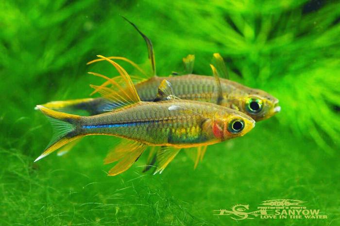 Popondichthys signifer