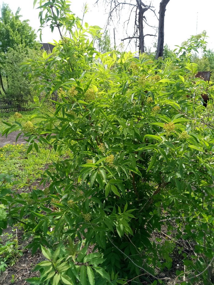 Help identify the tree! - My, No rating, Tree, Help me find, Gardening, Longpost