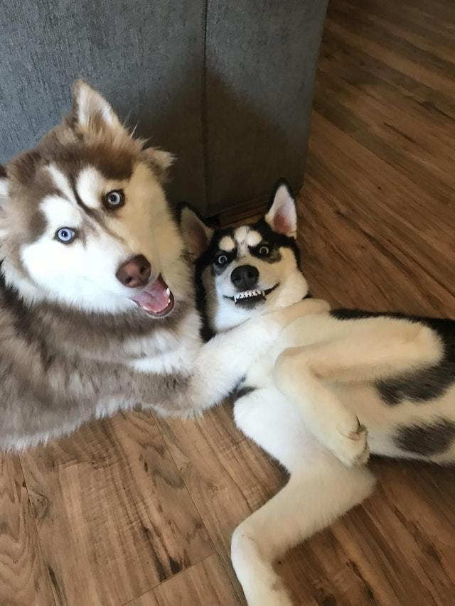 When your friend is photogenic - Husky, Animals, The photo, Reddit