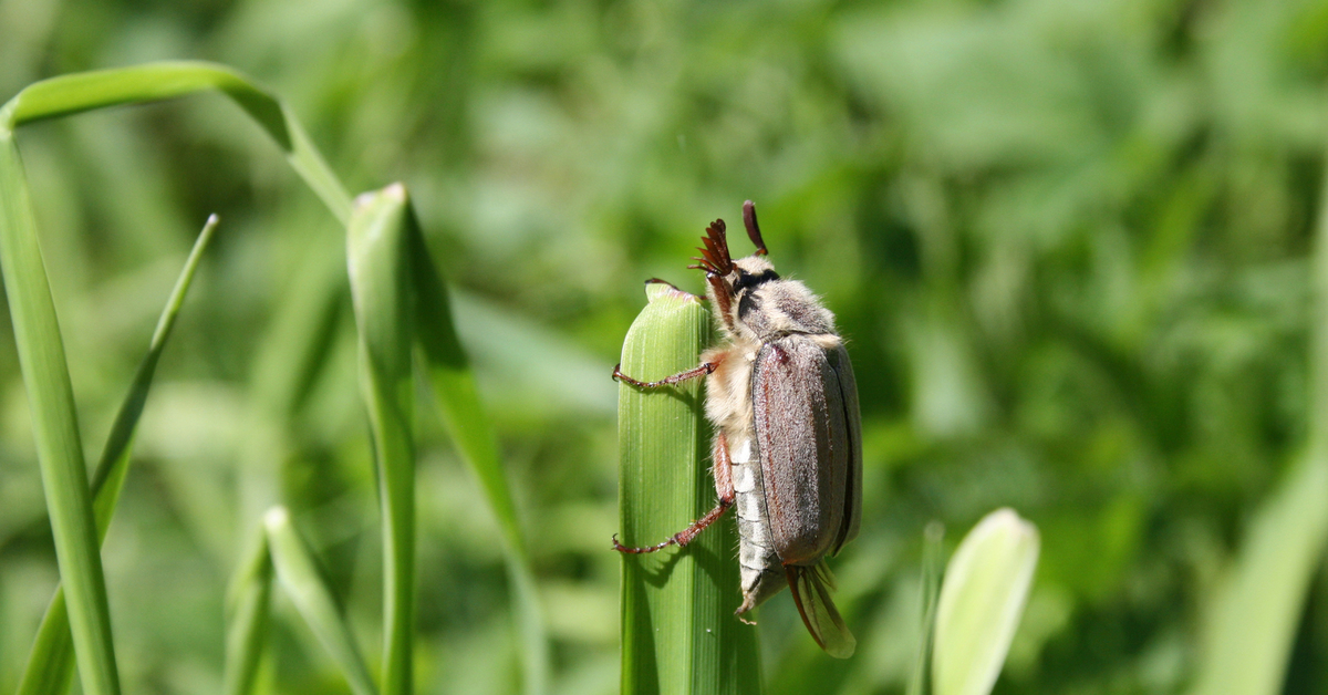 May bug. Июльский хрущ Жук. Жук хрущ Приморский. Майский Жук на взлете. Июльский хрущ.