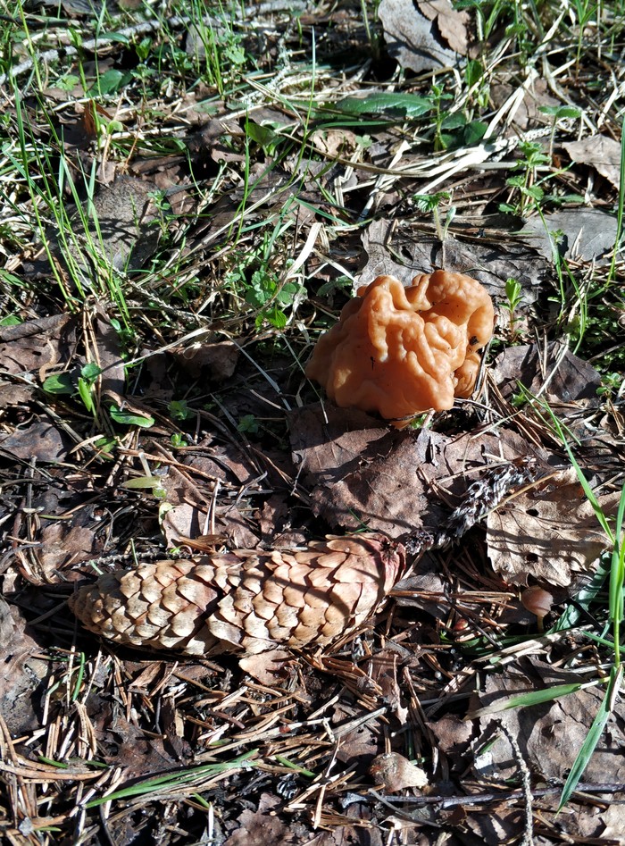 First mushrooms - My, Mushrooms, Forest