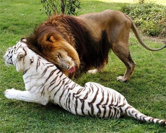 Sugar you're mine! - The photo, Tiger, a lion