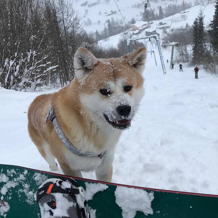 Do you take your dog to the mountains and other trips? - My, Akita inu, Dog, The mountains, Travels, Dogs and people, Longpost, Pets, The photo