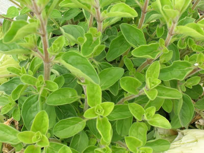 Joy of the mountains - oregano and oregano - Food, Recipe, reference, Directory, Oregano, Oregano, Spices, Condiments, Longpost