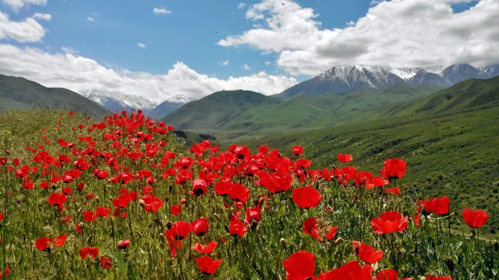 Scarlet poppies Ala-Too - My, Poppies, Kyrgyzstan, Spring, Nature, Poppy