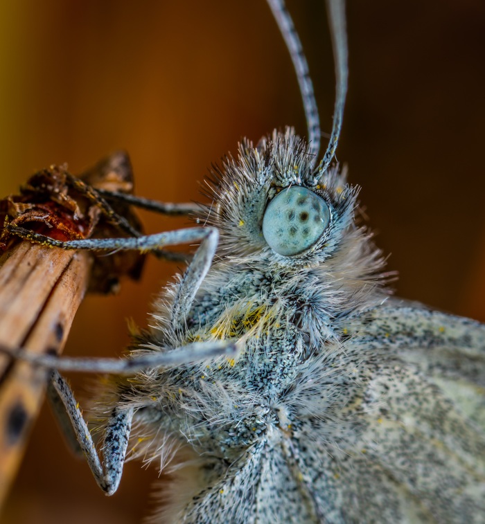 Butterfly portrait - My, Butterfly, Insects, , Portrait, Eyes, Macro, Macrohunt, Mp-e 65 mm, Macro photography