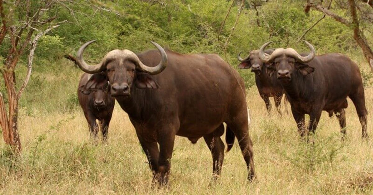 Дикий бык индии 4. Африканский буйвол. Африканский буйвол самка. Северокавказский буйвол. Кения буйвол.