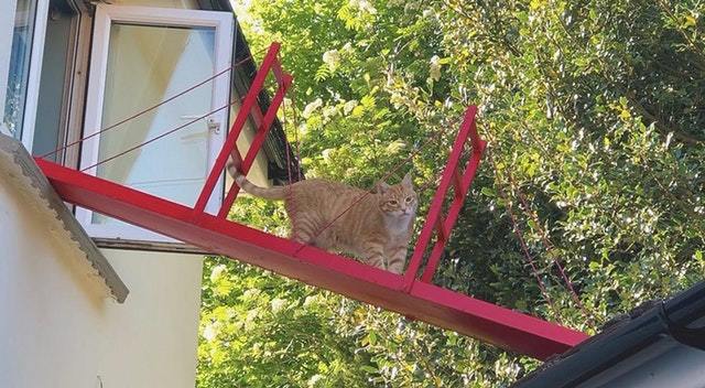 My cat likes to jump out of the window onto the roof of the garage. - cat, Catomafia, Animals, Pets, Milota, Reddit