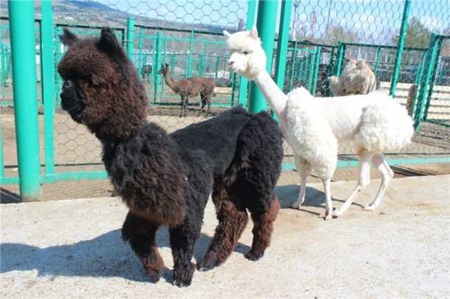 In Krasnoyarsk, alpacas got haircuts for the 2018 FIFA World Cup - 2018 FIFA World Cup, Football, Alpaca, Russia