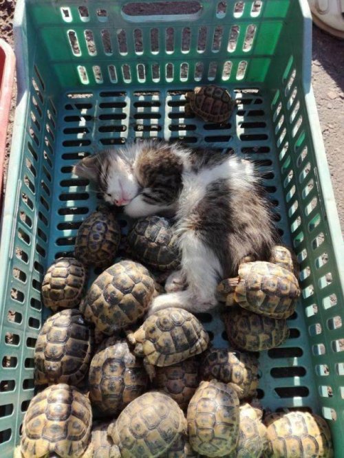 I'll wait... - cat, Turtle, Lion Cub and Turtle, Milota