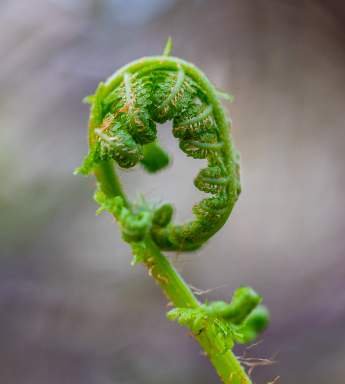 Fern: the beginning - My, Fern, Macro, Canon 100 mm, Macro photography