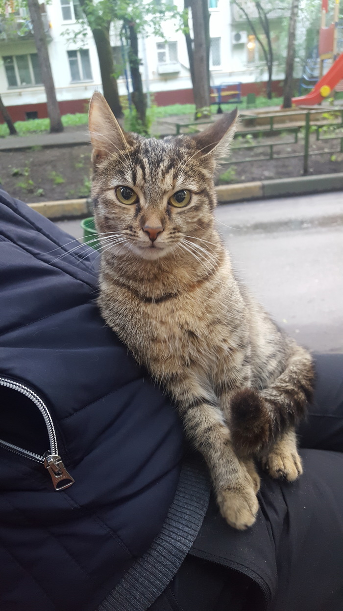 Кошка ищет дом Москва