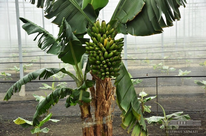 Banana cultivation started in Uzbekistan - Banana, Uzbekistan, Hydroponics, Longpost, news
