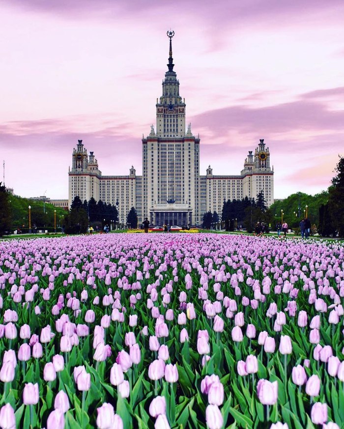 spring tulips - The photo, Moscow, MSU, Tulips, Flowers