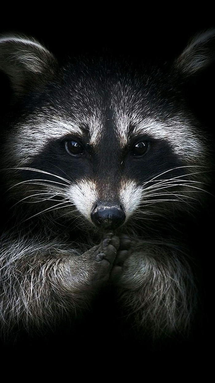 Cutie raccoon - Milota, Raccoon