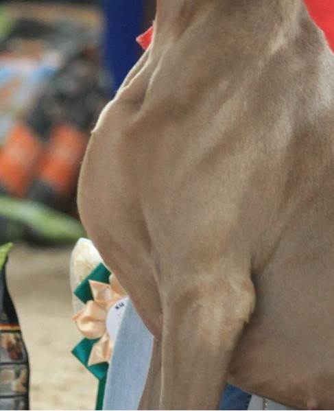 About breeds of dogs. - Dog, Weimaraner, Dog breeds, Hunting dogs, Cops, Longpost