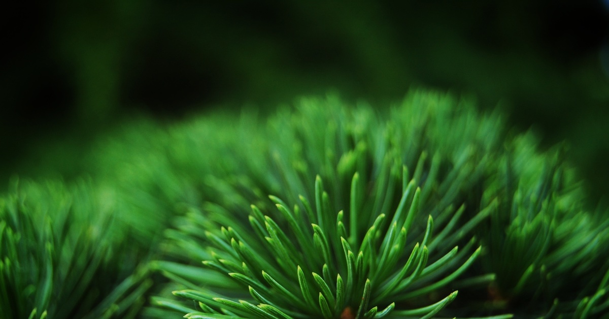 Хвойный зеленый. Сосна Орегон Грин. Сосна Грин Твист. Pinus елка пихта зелено/голубая 2.7. Пихта макро.