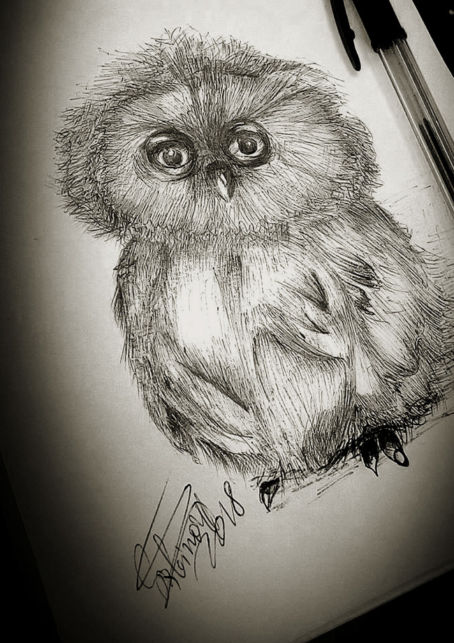 Bird, owlet. - My, Owl, , Little Bird, A bird will fly out now, What kind of bird?, Longpost, Drawing