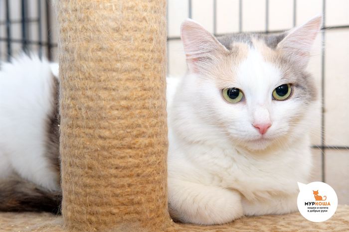 How do shelter graduate cats live? - My, Murkosh shelter, Shelter, cat, Animal shelter, Fluffy, friendship, Murkosha, Longpost