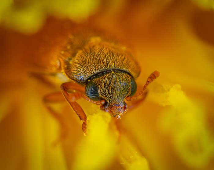 Beetle in a dandelion flower - My, Macro, Жуки, , Pollen, Dandelion, Flowers, Mp-e 65 mm, Macrohunt, Macro photography