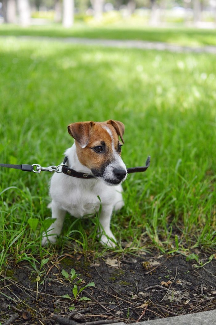 When you were taken to the lawn. - My, Dog, The photo, Jack Russell Terrier, Animals, Puppies, Longpost