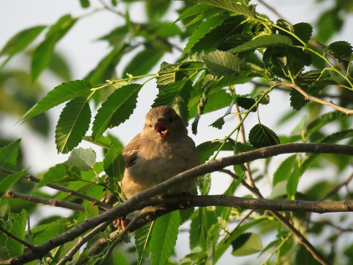 Onlooker - My, Yawn, , Sparrow