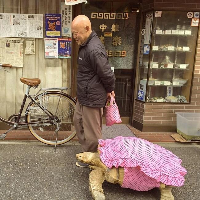 Нарядилась на прогулку) - Фотография, Черепаха, Костюм, Платье, Животные