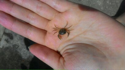 Crab - My, , Sea, Crab, Little, Azov sea, Small