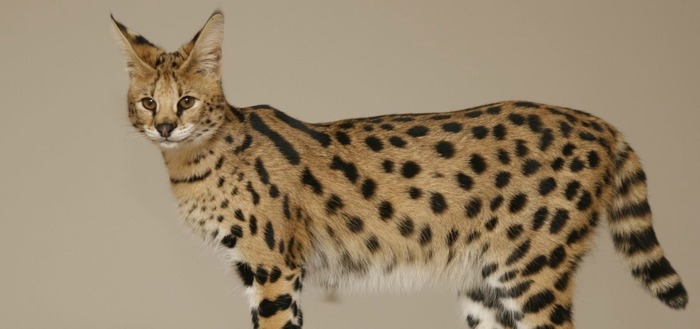 Savannah - Hybrid, Animals, Nature, Longpost, cat, Savannah, Serval