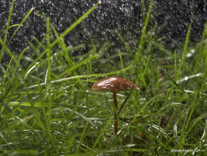 Mushroom Rain - My, Rain, Mushrooms, Grass, Summer, Drops, Milota, The photo