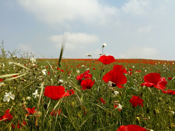 Poppies - My, Poppies, Poppy, Weeds, France, Longpost, Flowers