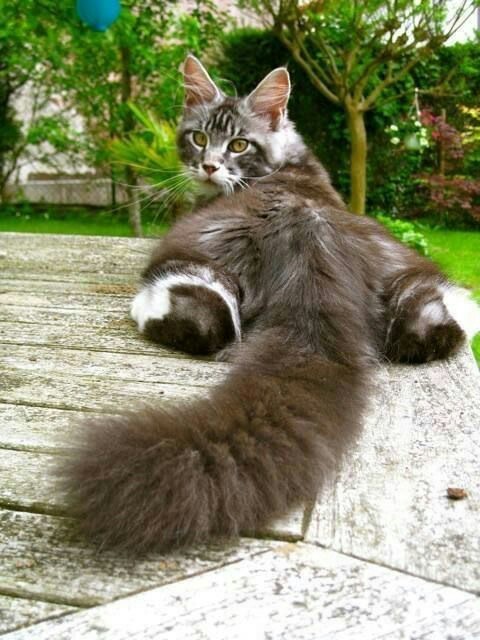 Пушистый хвост | Пикабу