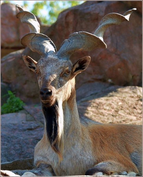 Koytendag Nature Reserve preserves the wonders of Turkmen nature - Turkmenistan, The mountains, Dinosaurs, Reserves and sanctuaries, Longpost