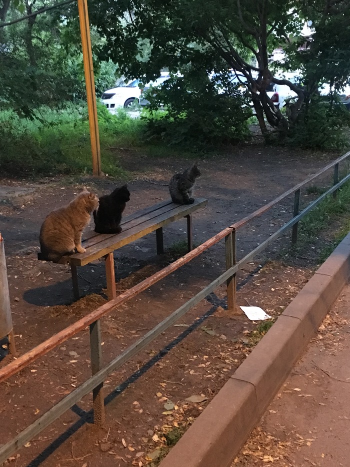 Cats on duty. - Catomafia, cat, Bench, My