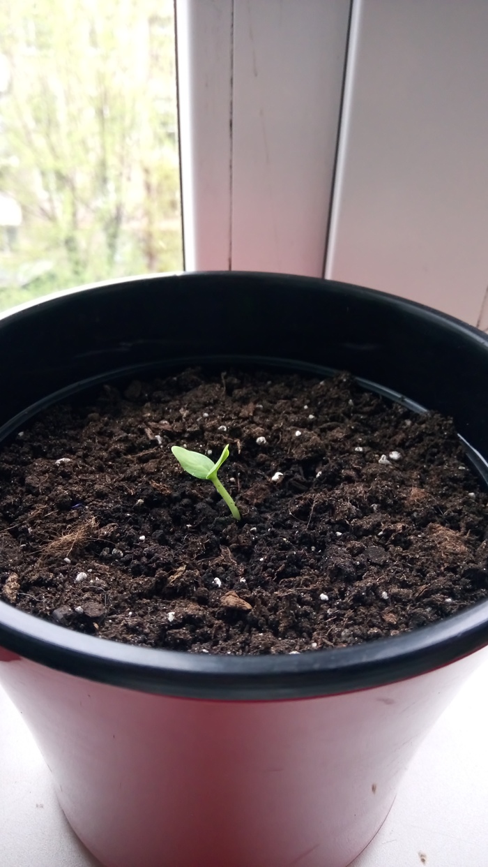 My garden on the windowsill - My, Longpost, Green pea, Tomatoes, Cucumbers, Vegetable garden on the windowsill