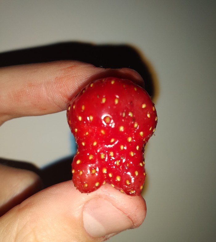 skull strawberry - Teeth, Strawberry, Strawberry (plant)