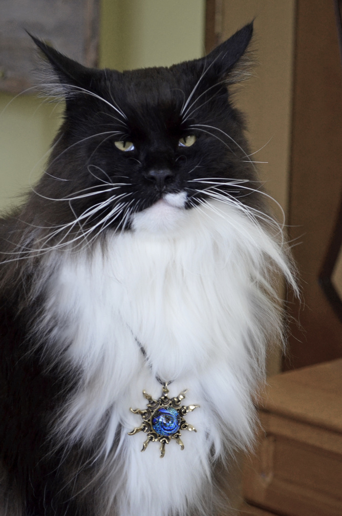 Мой домашний каджит :)