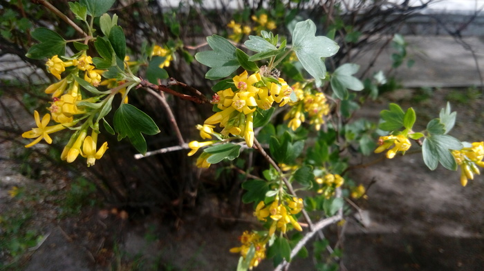 golden currant - My, Flowers, Currant