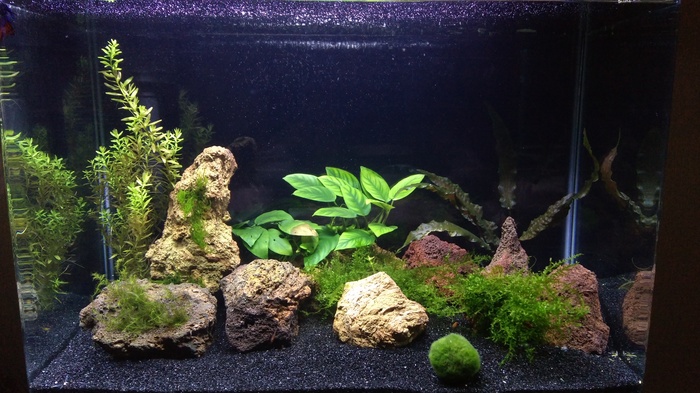 sacred rostrum - Hobby, Aquarium, My, Longpost, Shrimps