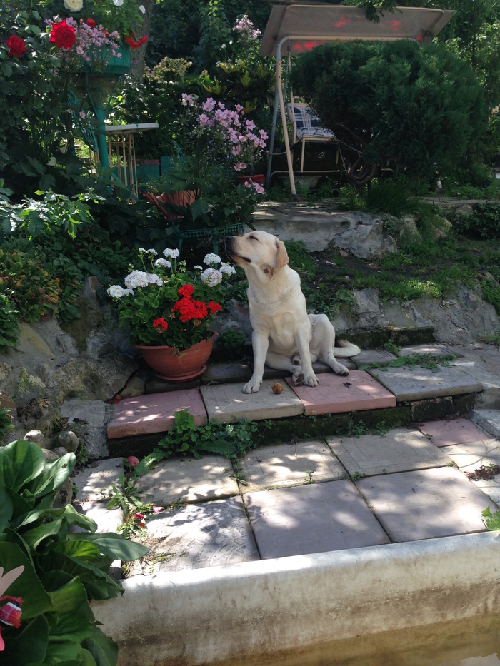 Marley's thoughts - Cunning, Labrador, My, Longpost, Rodents