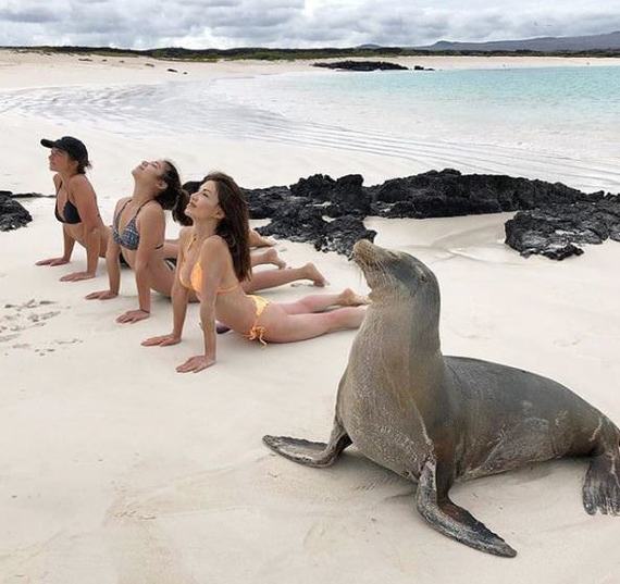 yoga with girls - Girls, Yoga, Sport, Beach, Fur seal, Sea, Beautiful girl, Nature